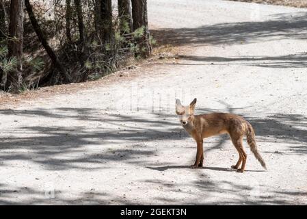 Volpe su un sentiero nella Sierra de Cazorla, in attesa di essere alimentato da un turista. Foto Stock