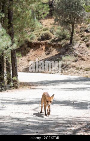 Volpe su un sentiero nella Sierra de Cazorla, in attesa di essere alimentato da un turista. Foto Stock