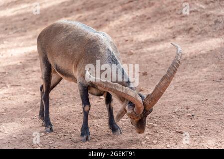 Capra ispanica maschile in un centro di allevamento per il mantenimento genetico della specie (cattività) Foto Stock