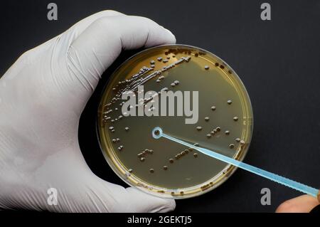 primo piano scienziato raccogliere singola colonia di batteri con loop monouso Foto Stock