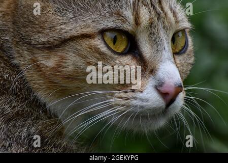Primo piano di un gatto con bellissimi occhi gialli, pellicce e baffi Foto Stock