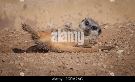 Primo piano Fotografia di un meerkat rilassante al sole. Si trova sulla schiena con le gambe posteriori spalancate aperte. La testa viene sollevata Foto Stock