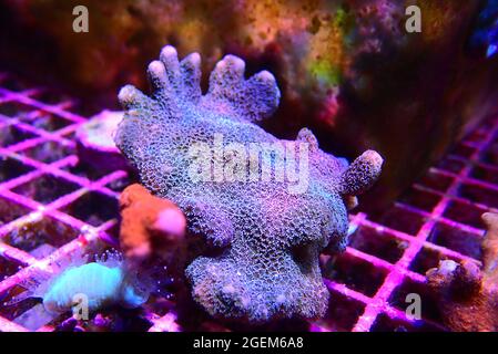 Ultra macro shot su Montipora polyps sps corallo frag Foto Stock