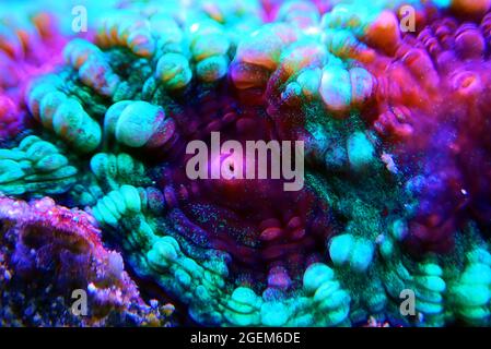 Favites è un genere di coralli di polipo sassone della famiglia Merulinidae Foto Stock