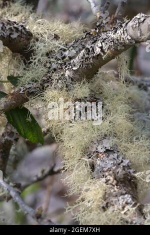 luce che scorre attraverso muschi e licheni che crescono selvaggi sui rami di un albero Foto Stock