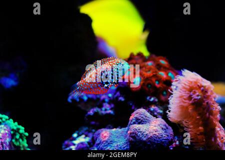 Blue Star Leopard Wrasse - Macropharyngodon bipartitus Foto Stock