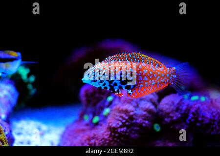 Blue Star Leopard Wrasse - Macropharyngodon bipartitus Foto Stock