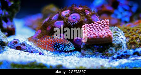 Blue Star Leopard Wrasse - Macropharyngodon bipartitus Foto Stock