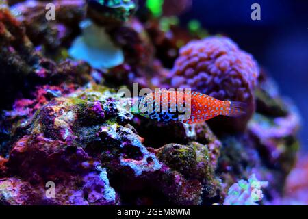 Blue Star Leopard Wrasse - Macropharyngodon bipartitus Foto Stock