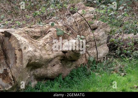 Viti di bacca nera che crescono su un vecchio ceppo massiccio in un parco Foto Stock