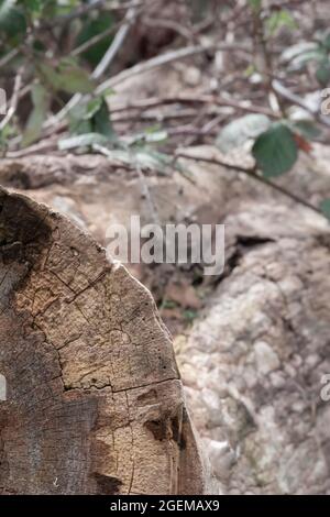Viti di bacca nera che crescono su un vecchio ceppo massiccio in un parco Foto Stock