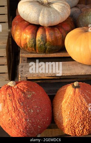 diversi tipi di zucche e zucche si accumularono in un mercato Foto Stock