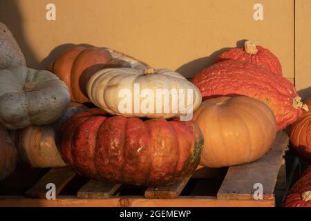 diversi tipi di zucche e zucche si accumularono in un mercato Foto Stock