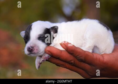 Il cucciolo neonato del cane sta poggiando sulla mano dell'uomo Foto Stock