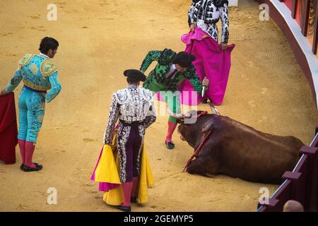 Malaga, Spagna. 21 Agosto 2021. Un assistente è visto attaccare un pugnale in un toro durante una corrida 'Picassiana' all'arena la Malagueta. La corrida ritorna a Malaga come parte della fiera della corrida nonostante la pandemia del coronavirus. La corrida è una tradizione controversa in Spagna criticata dalle organizzazioni a favore dei diritti degli animali a causa della crudeltà delle corride. Credit: SOPA Images Limited/Alamy Live News Foto Stock