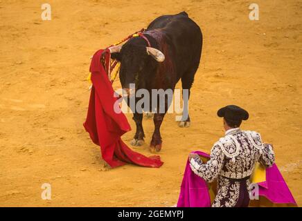 Malaga, Spagna. 21 Agosto 2021. Il muleta del matador è visto appeso al corno di un toro durante una corrida 'Picassiana' all'arena la Malagueta. La corrida ritorna a Malaga come parte della fiera della corrida nonostante la pandemia del coronavirus. La corrida è una tradizione controversa in Spagna criticata dalle organizzazioni a favore dei diritti degli animali a causa della crudeltà delle corride. Credit: SOPA Images Limited/Alamy Live News Foto Stock