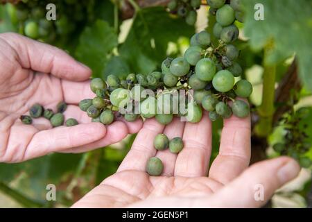 Randersacker, Germania. 19 ago 2021. Beate Leopold, amministratore delegato di Weinbaying Franken, tiene in mano un'uva danneggiata dalla cosiddetta muffa downy (peronospora). La malattia fungina sta minacciando l'uva in alcuni vigneti in Franconia. Dopo le numerose piogge in primavera e in estate, il fungo è un problema diffuso in tutta la Germania, ma anche in altri paesi europei. Credit: Daniel Karmann/dpa/Alamy Live News Foto Stock