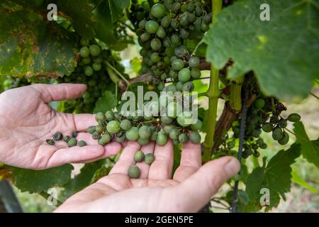 Randersacker, Germania. 19 ago 2021. Beate Leopold, amministratore delegato di Weinbaying Franken, tiene in mano un'uva danneggiata dalla cosiddetta muffa downy (peronospora). La malattia fungina sta minacciando l'uva in alcuni vigneti in Franconia. Dopo le numerose piogge in primavera e in estate, il fungo è un problema diffuso in tutta la Germania, ma anche in altri paesi europei. Credit: Daniel Karmann/dpa/Alamy Live News Foto Stock