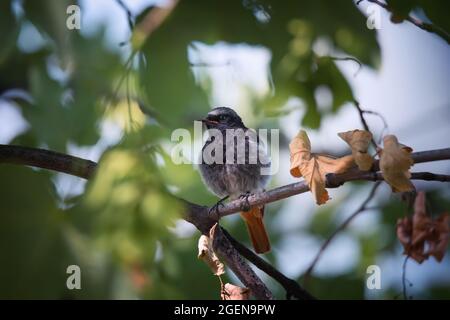 Piccolo uccello di redstart seduto su ramo di albero su sfondo verde foglie Foto Stock