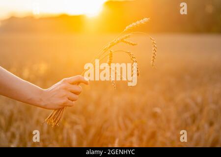 Mano donna con mazzo di spikelets di grano dorato maturo in belle luci al tramonto. Messa a fuoco selettiva. Profondità di campo poco profonda. Foto Stock