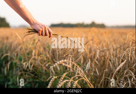 Mano donna con mazzo di spikelets di grano dorato maturo in belle luci al tramonto. Messa a fuoco selettiva. Profondità di campo poco profonda. Foto Stock