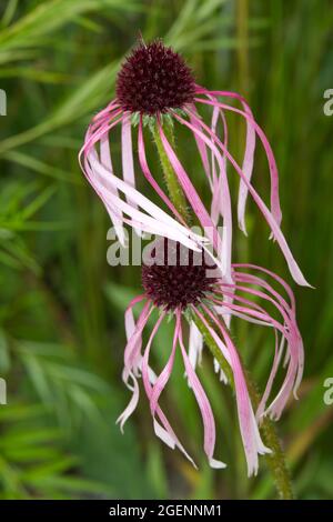 Ecinacea pallida di colore rosa pallido nel giardino estivo del Regno Unito luglio Foto Stock