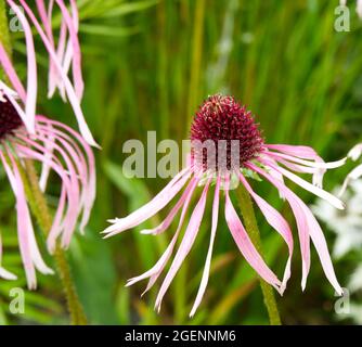 Ecinacea pallida di colore rosa pallido nel giardino estivo del Regno Unito luglio Foto Stock