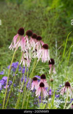 Ecinacea pallida di colore rosa pallido nel giardino estivo del Regno Unito luglio Foto Stock