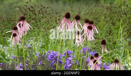 Ecinacea pallida di colore rosa pallido nel giardino estivo del Regno Unito luglio Foto Stock