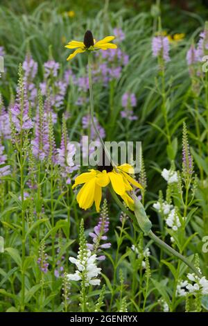 Piante obedienti mauve e fiori bianchi di Physostegia con rudbeckia maxima coneflower Regno Unito giardino estivo luglio Foto Stock