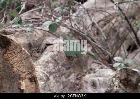 Viti di bacca nera che crescono su un vecchio ceppo massiccio in un parco Foto Stock