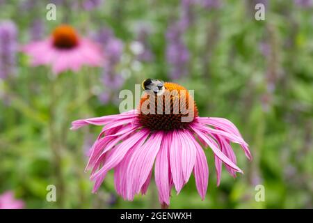 Rosa brillante echinacea purpurea , anche conosciuto come fiori di cono UK estate giardino luglio Foto Stock