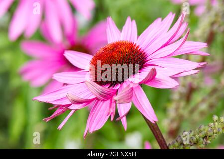 Rosa brillante echinacea purpurea , anche conosciuto come fiori di cono UK estate giardino luglio Foto Stock