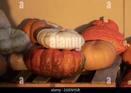 diversi tipi di zucche e zucche si accumularono in un mercato Foto Stock