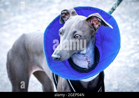 IItalian Greyhound cucciolo con un collo a cono di piumoni sul recupero da un'operazione al suo collo. Foto Stock