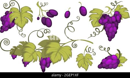 Coltivare uva con bacche e foglie rami Illustrazione Vettoriale