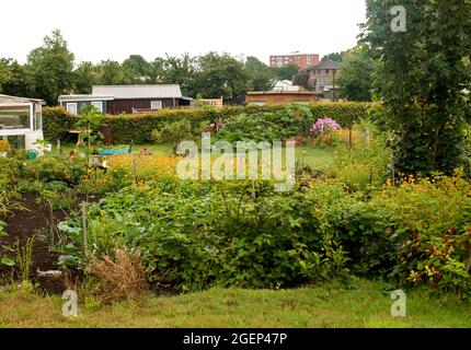 05 agosto 2021, Schleswig-Holstein, Heide: Fiori fioriscono in un appezzamento in un'associazione di giardini di assegnazione. Per molto tempo i giardini di assegnazione erano considerati piuttosto borghesi - ma nel frattempo anche i giovani stanno scoprendo i giardini di assegnazione per se stessi. (A dpa 'autosufficienza e piccole fughe urbane - giardini di allotment nel nord') Foto: Daniel Bockwoldt/dpa Foto Stock