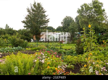 05 agosto 2021, Schleswig-Holstein, Heide: Fiori fioriscono in un appezzamento in un'associazione di giardini di assegnazione. Per molto tempo i giardini di assegnazione erano considerati piuttosto borghesi - ma nel frattempo anche i giovani stanno scoprendo i giardini di assegnazione per se stessi. (A dpa 'autosufficienza e piccole fughe urbane - giardini di allotment nel nord') Foto: Daniel Bockwoldt/dpa Foto Stock