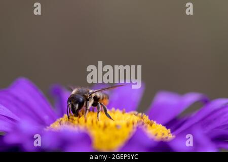 Ape da taglio a foglia femminile (Megachile centuncularis) su Aster Foto Stock