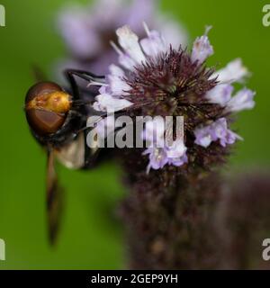 Pellucid Fly (Volucella pellucens) sulla menta Foto Stock