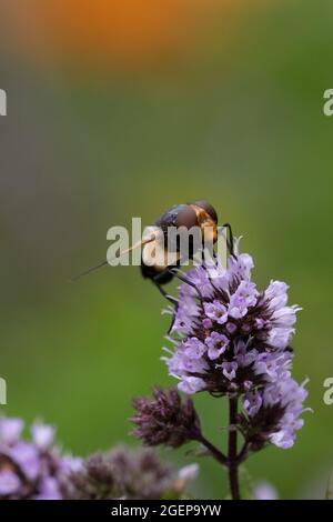 Pellucid Fly (Volucella pellucens) sulla menta Foto Stock