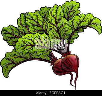 Beets Beetroot verdure Woodcut Illustrazione Illustrazione Vettoriale