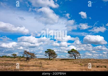 Paesaggio nel Parco Nazionale De Hoge Veluwe, Paesi Bassi Foto Stock