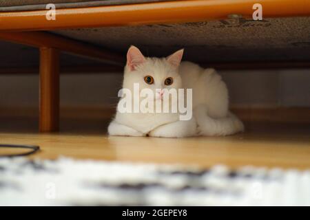 Cat British bianco puro con capelli corti sotto il divano Foto Stock