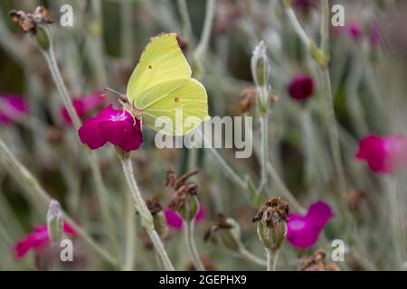 Comune pietra di brimstone (Gonepterys rhami) su campion rosa (Silene coronaria, Lynchis coronaria) Foto Stock