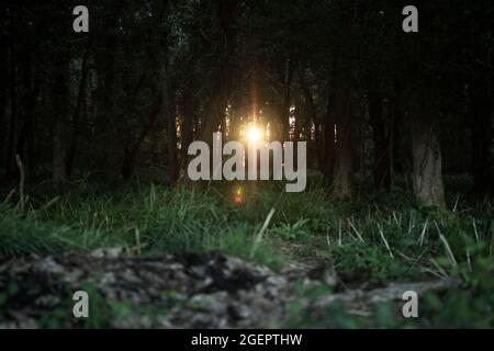 Il sole tramonta tra gli alberi in una foresta nel Dorset, estate 2021 Foto Stock