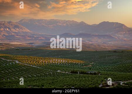 Olivi in un campo, Ubeda, provincia di Jaen, Andalusia, Spagna Foto Stock