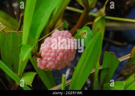 Golden applesnail spawn sulle foglie sul bordo della palude. Foto Stock