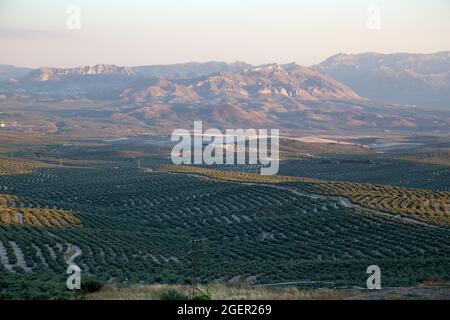 Olivi in un campo, Ubeda, provincia di Jaen, Andalusia, Spagna Foto Stock