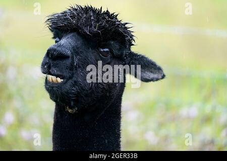 Geronimo l'alpaca a Shepherds Close Farm a Wooton Under Edge, Gloucestershire. L'alpaca sarà abbattuta dopo che il suo proprietario Helen Macdonald ha perso un ultimo-fosso High Court di salvare lui. Data foto: Sabato 21 agosto 2021. Foto Stock